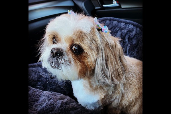 About Michele's All Breed Grooming